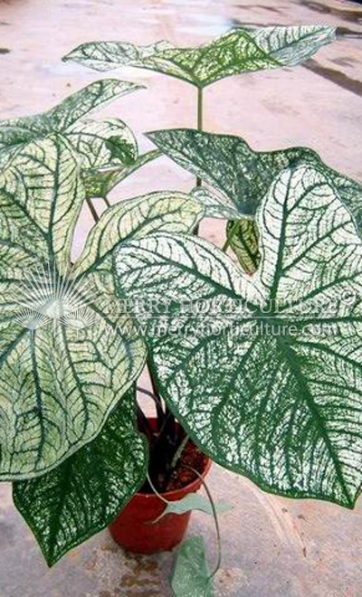 Caladium candidium